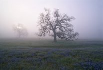 Quercia nella nebbia della mattina presto in California, Stati Uniti — Foto stock