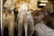 Pack of foxhounds dogs, rear view. — Stock Photo