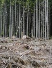 Fondo forestale tagliato recentemente chiaro di foresta pluviale di Hoh, foresta nazionale olimpica — Foto stock