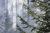 Trees in smoke after controlled fire in coniferous forest. — Stock Photo