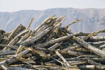 Pile of discarded cottonwood trees with mountain landscape — Stock Photo