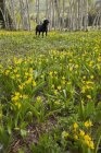 Schwarzer Labrador-Hund steht auf Wildblumenwiese. — Stockfoto
