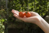 Main féminine tenant deux tomates cerises rouges fraîches . — Photo de stock