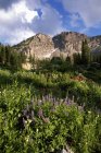 Landscape of Little Cottonwood Canyon, with the Devil's Castle mountain peak, in the Wasatch mountain range. Wild flowers in tall grass. — Stock Photo