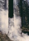 Rauch und verbrannte Bäume nach kontrolliertem Brand in Nadelwald. — Stockfoto