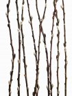 Twigs and budding flowering shrubs of willow on white background — Stock Photo