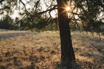 Солнце светит сквозь сосну Пандероса в сумерках — стоковое фото