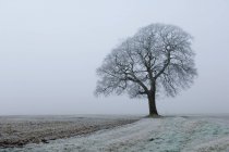 Frost and snow on field and beech tree in winter. — Stock Photo