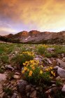 Landscape of Little Cottonwood Canyon with flowery meadow in Wasatch mountain range. — Stock Photo