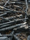 Grumes et débris brûlés de forêts coupées à blanc — Photo de stock