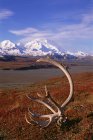 Tundra and caribou antlers in Denali National Park, Alaska in autumnal colors. — Stock Photo