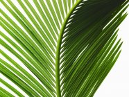 Glossy green palm leaf with central rib and paired fronds, close-up. — Stock Photo