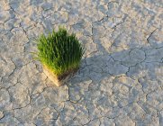 Arid cracked surface of salt flat with wheatgrass plants. — Stock Photo