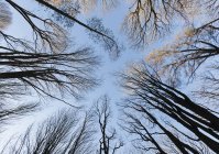 Vue à angle bas des arbres en hiver avec des branches nues — Photo de stock
