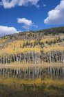 Valley of Aspen trees and wooded hillside at Silver Lake. — Stock Photo