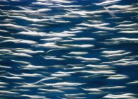 Schwarm pazifischer Sardinen schwimmt unter Wasser. — Stockfoto