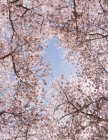 Flores de cereja rosa espumosas em árvores em primavera contra o céu azul . — Fotografia de Stock