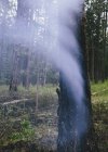 Smoke and scorched earth after controlled fire in coniferous forest. — Stock Photo