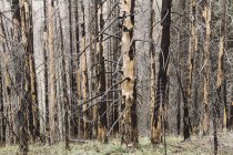Recuperando floresta após danos de incêndio na floresta nacional Wenatchee em Washington . — Fotografia de Stock