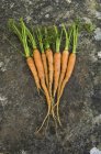 Свіжий чистий морква з листові зелені стебла. — стокове фото