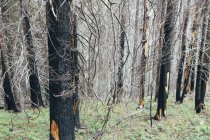 Wiederherstellung des Waldes nach Brandschäden im wenatchee National Forest in washington. — Stockfoto