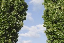 Grüne Bäume mit grünem Laub gegen blauen Himmel. — Stockfoto