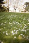 Green grass and white flowers growing in spring country field. — Stock Photo