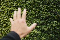 Male hand reaching towards wall of green ivy — Stock Photo