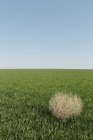 Tumbleweed blowing across green field of growing wheat crops in farmland. — Stock Photo