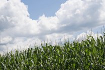 Hohe Maispflanzen wachsen auf grünem Maisfeld. — Stockfoto