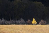 Einzelne Espe in herbstlicher Farbe vor dunklem Hintergrund von Kiefern. — Stockfoto