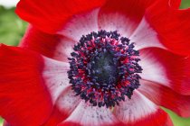 Крупный план центра красного цветка меконопсиса
. — стоковое фото