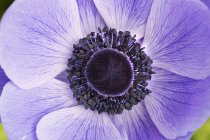 Primer plano del centro de la flor meconopsis púrpura . - foto de stock