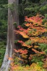 Wald mit Ahornbaum mit roten Blättern im Herbst. — Stockfoto
