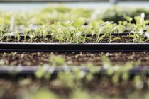 Крупним планом лотки розсади і листя салату в політунелі в органічному городі . — стокове фото