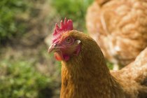 Red hen looking in camera, close-up. — Stock Photo