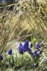 Крупним планом весняні квіти виноградних гіацинтів, що ростуть у траві . — стокове фото