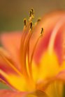 Close-up of orange lily flower stamens. — Stock Photo