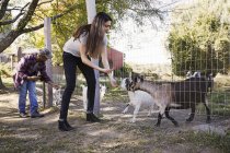 Jeune femme et homme accroupi vers le bas et nourrir les chèvres à travers une clôture métallique . — Photo de stock