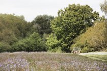 Campo verde com culturas de flores de milho azul e flores de prado selvagem com trator trabalhando à distância
. — Fotografia de Stock
