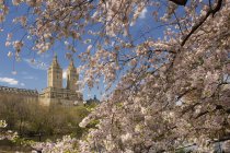 Fleurs de cerisier au printemps avec bâtiment traditionnel à Central Park, Manhattan — Photo de stock