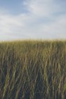 Primo piano di erba duna in campo naturale . — Foto stock