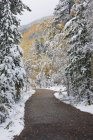 Дорога крізь соснові дерева з гілками, нахиленими снігом у лісі . — стокове фото
