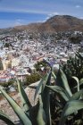 Vue en angle élevé des plantes d'aloès et des toits de la ville de Guanajuato, Mexique . — Photo de stock