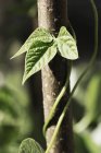Bean plant climbing and twining around pole in vegetable garden. — Stock Photo
