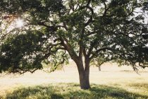 California oak tree with spreading branches and green leaves in backlit. — Stock Photo
