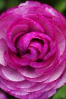 Gros plan de fleur de rose avec pétales roses fourrés . — Photo de stock