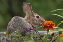 Cottontail rabbit sitting on meadow with orange marigold flower. — Stock Photo