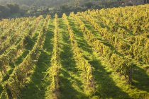 Высокий угол обзора виноградников в зеленом винограднике под дневным солнечным светом
. — стоковое фото
