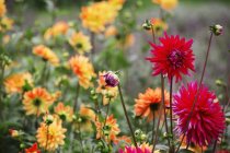 Orange and red dahlias in flowering bed at organic plant nursery. — Stock Photo